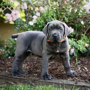 Frida, Cane Corso Puppy